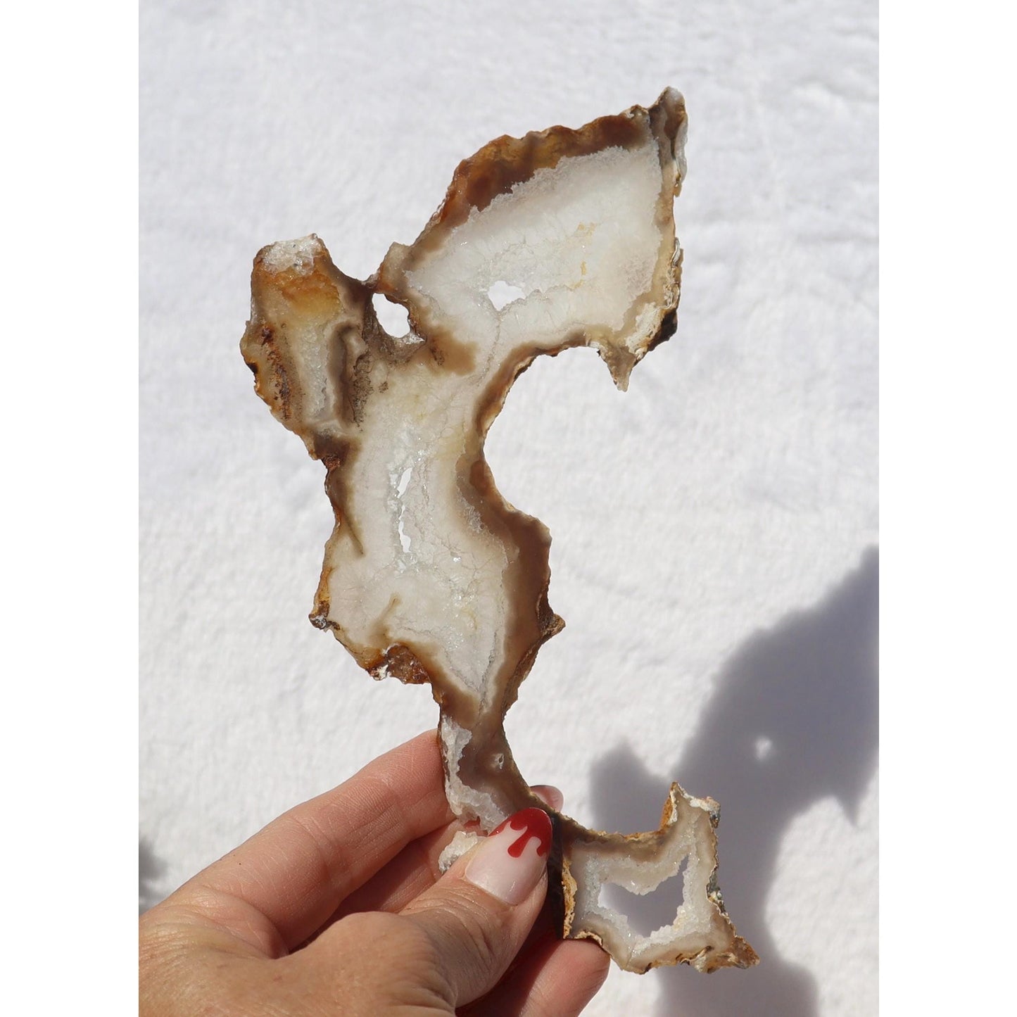 Druzy Agatized Coral Fossil Slice