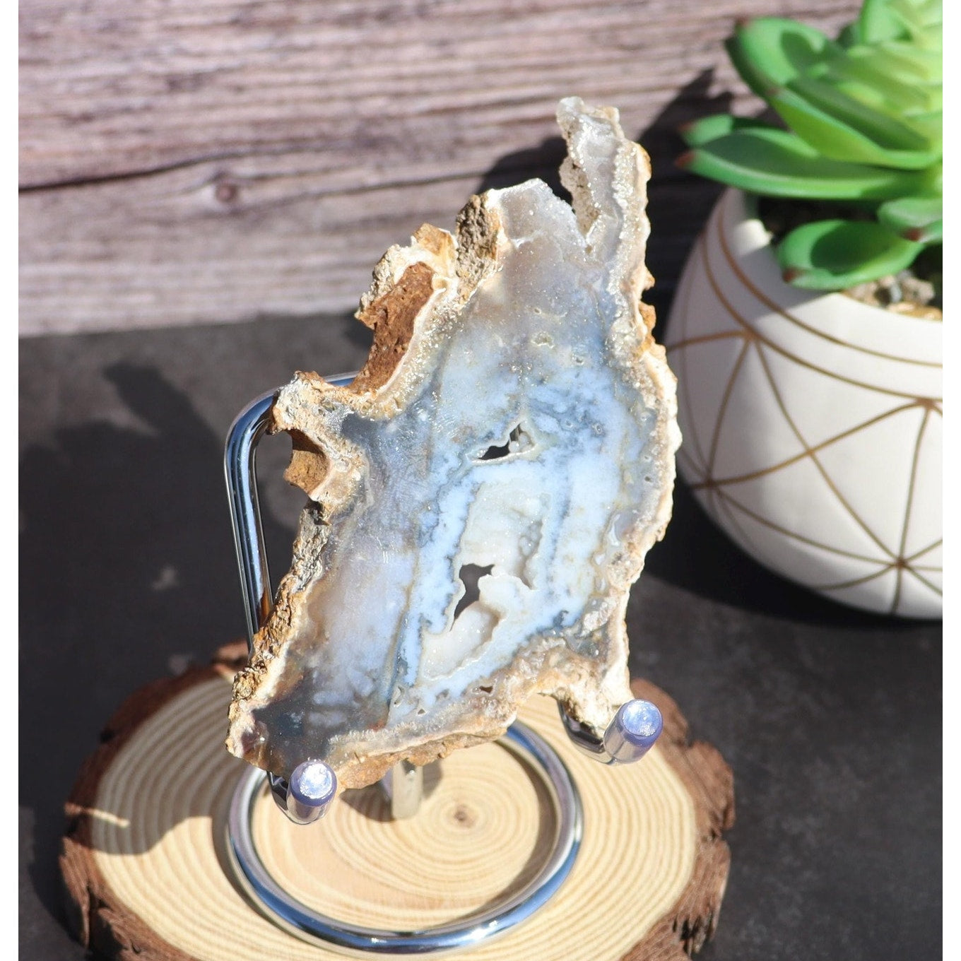 Druzy Agatized Coral Fossil Slice