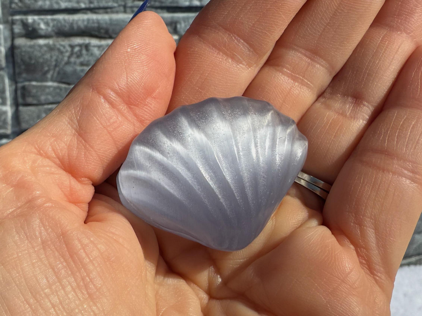 Cat's Eye Selenite Sea Shells