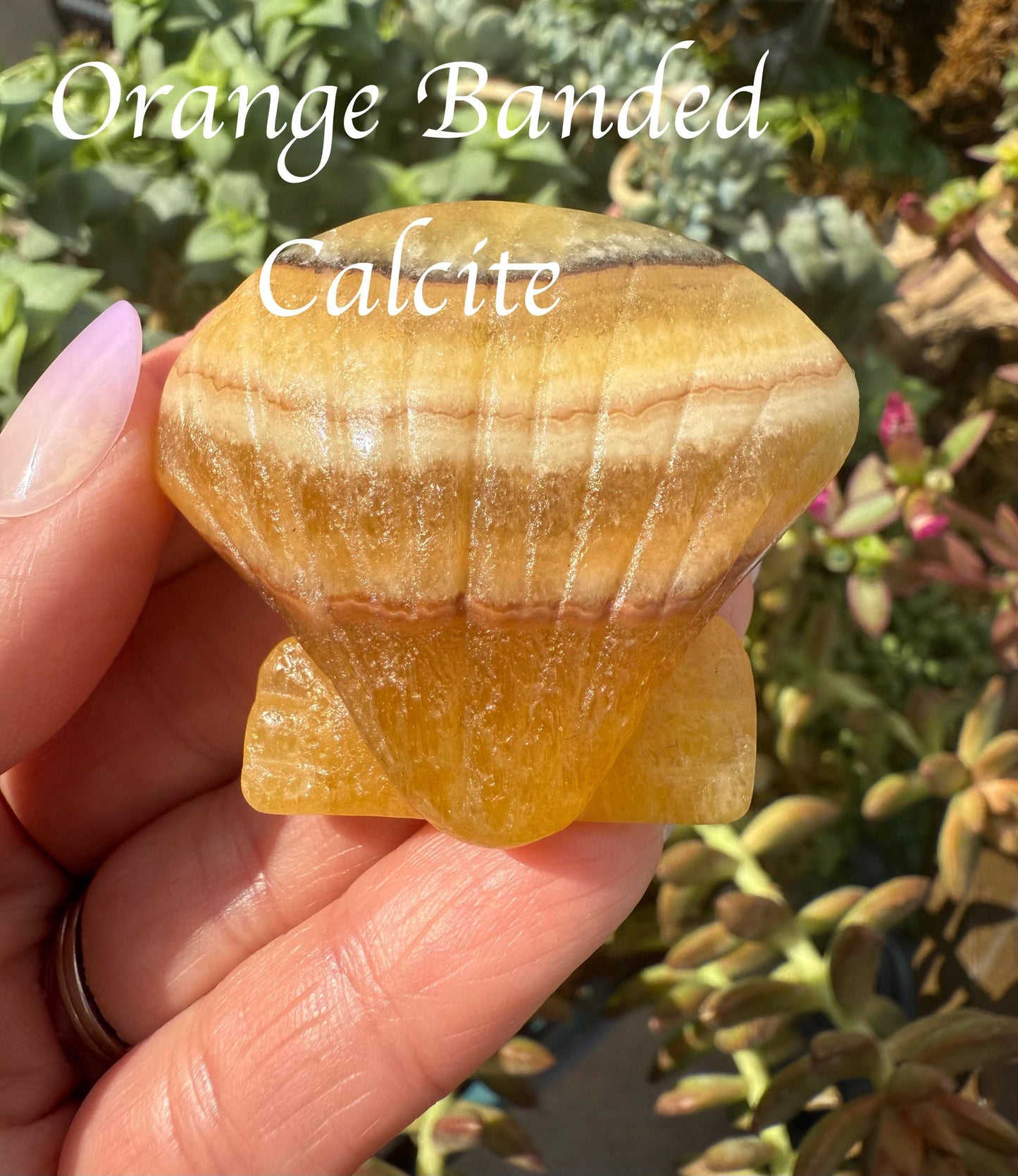 Clam Shell Crystal Carving