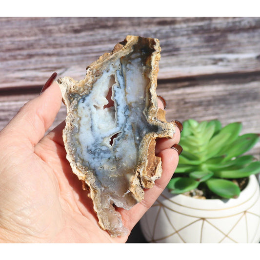 Druzy Agatized Coral Fossil Slice